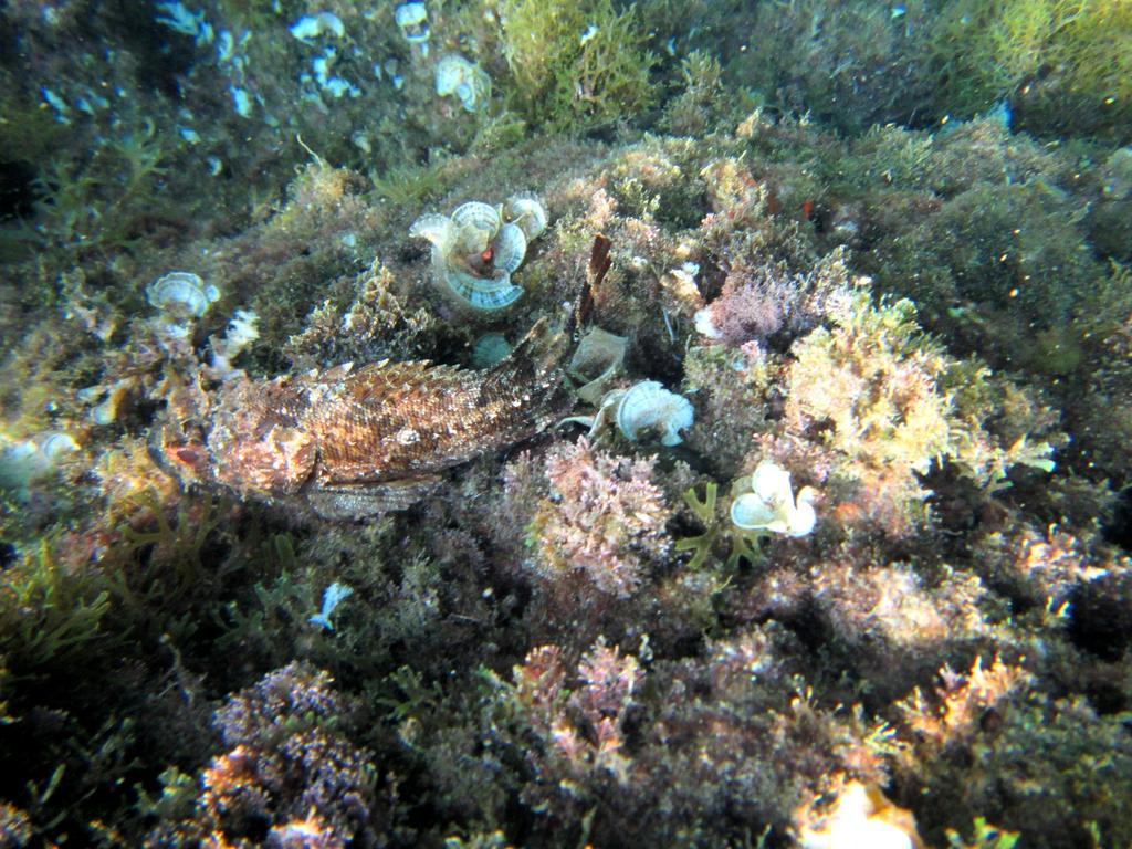 Sea Of Eden Appartement Dubrovnik Buitenkant foto